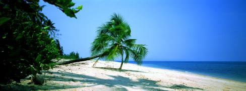 Queensland Accommodation - Palm Tree on White Sandy Beach